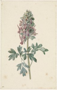Blooming Corydalis Bulbosa by Jan Jacob Goteling Vinnis
