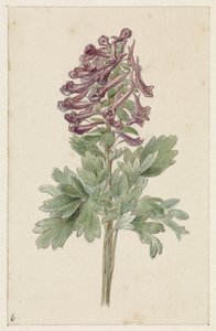 Blooming Corydalis Bulbosa by Jan Jacob Goteling Vinnis