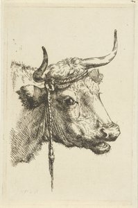 Head of a Cow