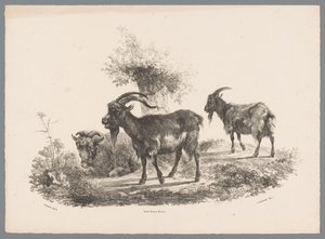 Two Goats and a Sheep by a Tree (Animal Studies by J. Kobell after Paul Potter No. 1 series) by Jan Kobell (III)