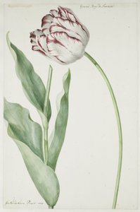 Tulip Grand Roy de France