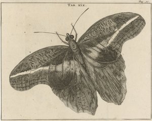 Surinamese Giant Moth XIX by Jan Luyken