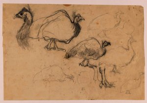 Sketch of a Guinea Fowl