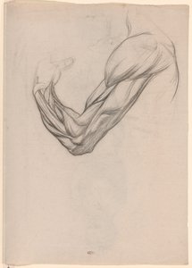 Anatomical Study of the Muscles of a Right Arm by Jan Veth