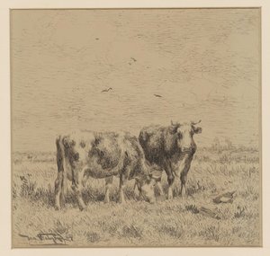 Two Cows in a Meadow