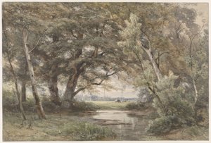 Water Under Trees at the Edge of a Forest