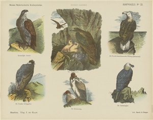 Birds of Prey