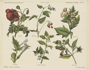 Poisonous Plants by Jan de Haan