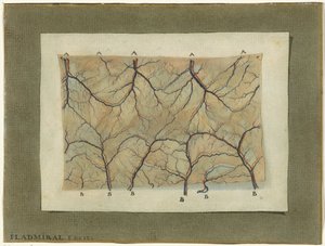 Anatomical Study of the Vascular System by Jan l