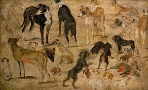 Study of Hounds