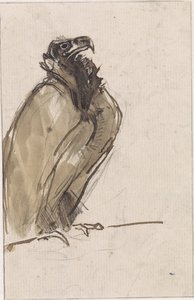 Vulture Sitting on a Branch