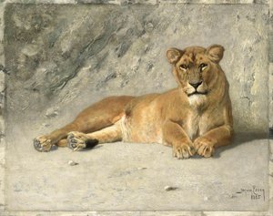 Lioness Resting