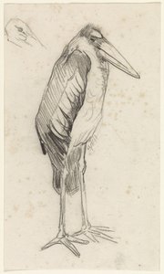 Marabou by Jan van Essen