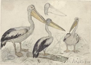 Pelicans in Artis Zoo