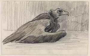 Seated Vulture, Facing Right