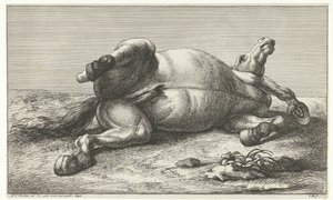 Fallen Horse Lying on Its Left Side