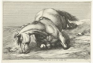 Fallen Horse Lying on Its Right Side