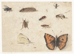 Sheet of Studies of Nine Insects by Jan van Kessel (I)