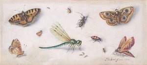 Insects, Butterflies, and a Dragonfly by Jan van Kessel