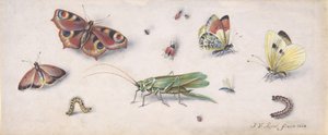 Insects, Butterflies, and a Grasshopper