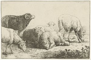 Sheep (series title: Animals, Zoographiam) by Jan van den Hecke