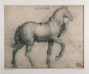 Study for a Horse by Jan van der Straet
