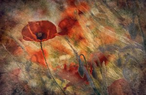 Vintage Red Poppies by Jan van der Linden