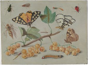 Study of Butterfly and Insects, c.1655 by Jan van the Elder Kessel