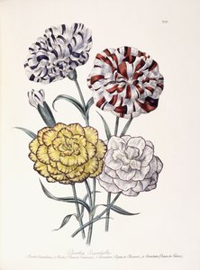 A Variety of Carnations