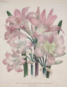 Belladonna Lily: Amaryllis belladonna