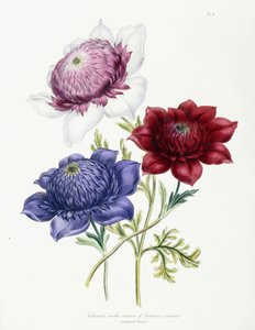 Cultivated Double Varieties of Anemone Coronaria