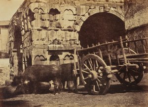 Buffalo Cart, Rome by Jane Martha St. John
