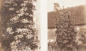Clematis Cerulea, Hollyhocks, 1853-56