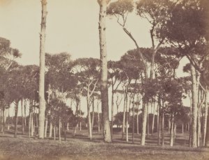 Stone Pine Grove, Villa Pamphili Doria, Rome by Jane Martha St. John