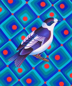 Semicollared Flycatcher by Jane Tattersfield
