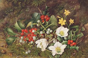 Holly and Christmas Roses by Jane Taylor