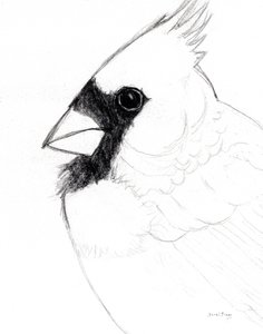 Cardinal Close Up, c. 2025