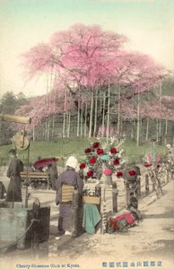 Cherry Blossoms, Gion, Kyoto, Japan by Japanese Photographer