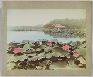 Lotuses in Shinobadzu Pond, Uyeno Park, Tokyo, Japan