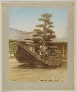 Pine Tree at Kinkakuji Garden, Kyoto, Japan