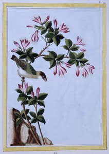 Bird - Japanese print by Japanese School