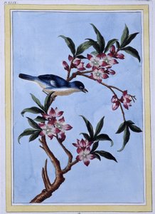 Bird - Japanese print by Japanese School