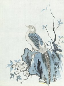 Bird on a Rock