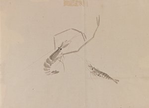 Drawing of two crayfish