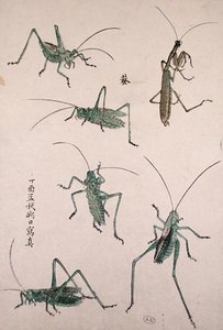 Grasshoppers by Japanese School