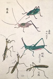 Grasshoppers and Mantises