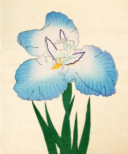 Irojiman, No. 80, 1890 by Japanese School
