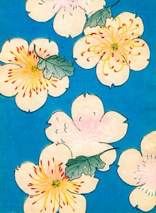 Colour Woodblock Print of Dogwood Blossoms by Japanese School
