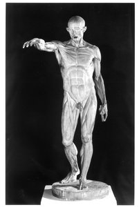 Flayed Body
