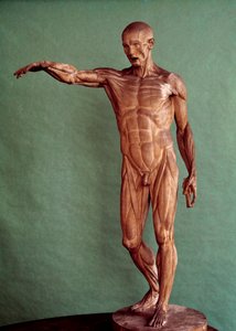 Human Anatomy. Ecorche by Jean Antoine Houdon